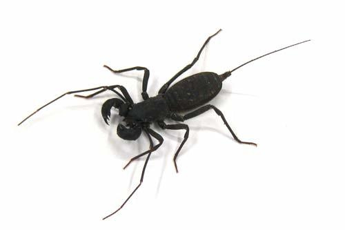 タイワンサソリモドキ
