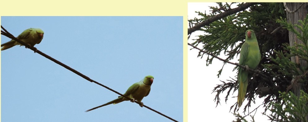 足立区生物園 平成30年8月 解説員のひとりごと 足立区生物園 平成30年8月 解説員のひとりごと