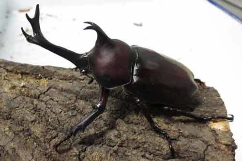カブトムシ