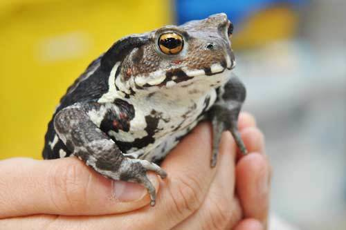 アズマヒキガエル
