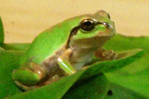 ニホンアマガエル