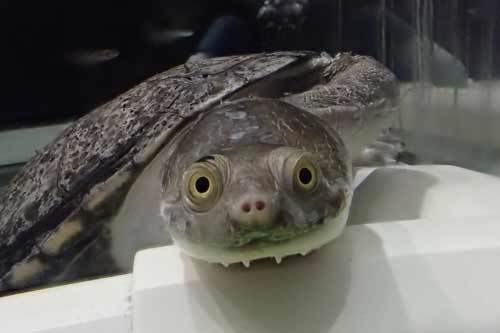 トッケイヤモリ