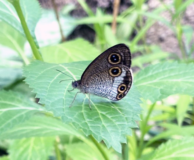マサキウラナミジャノメ