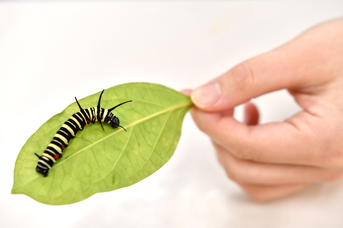 サポーターでお世話をするチョウの幼虫の写真