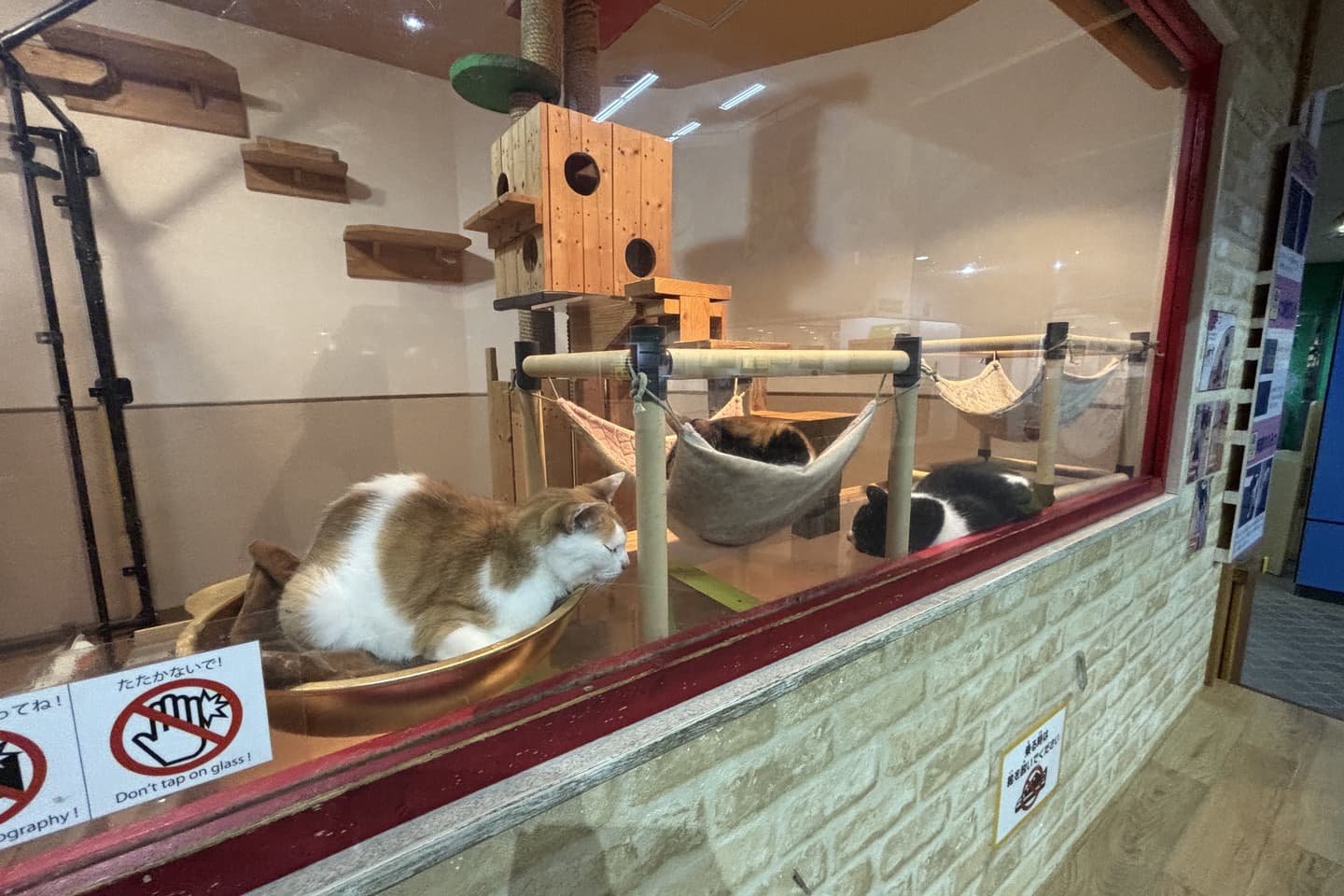 生物園内のネコの部屋の画像