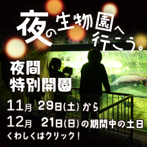 夜間開園の画像